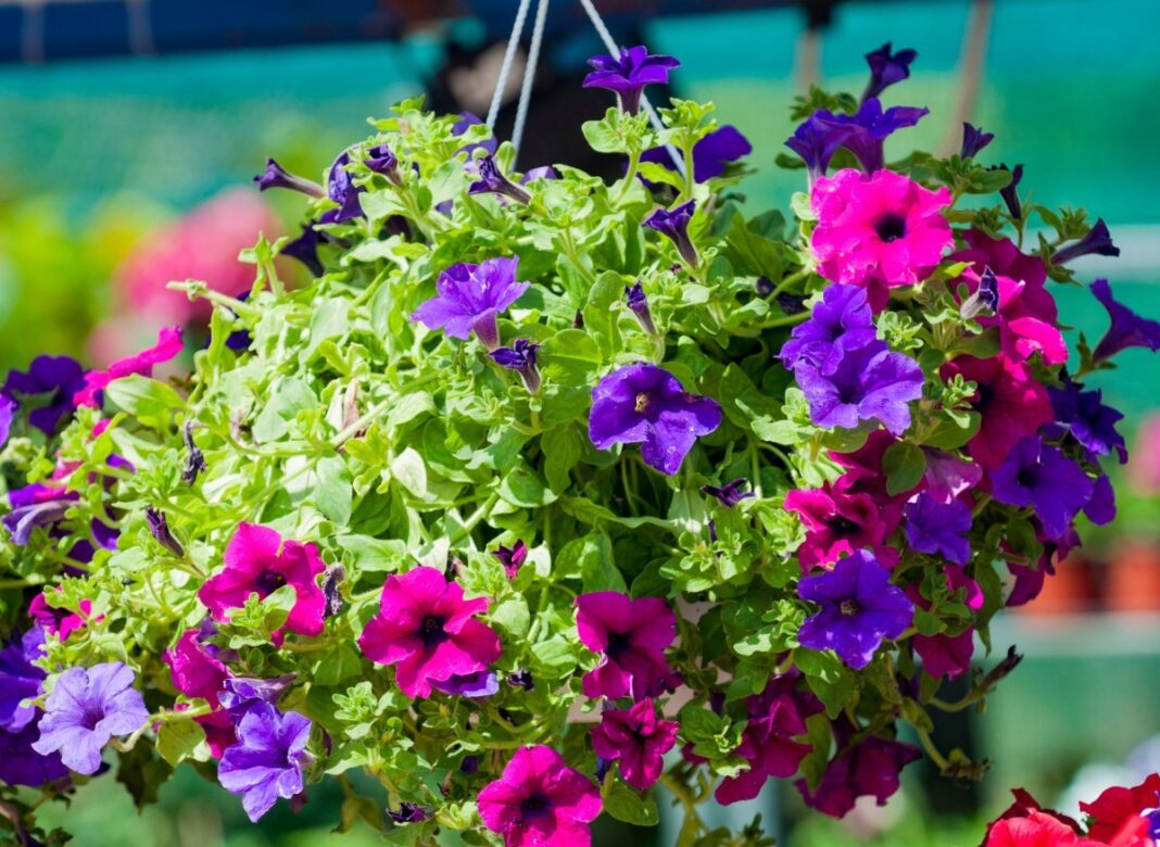 Jaka ziemia do surfinii? Klucz do pięknych kwiatów na balkonie