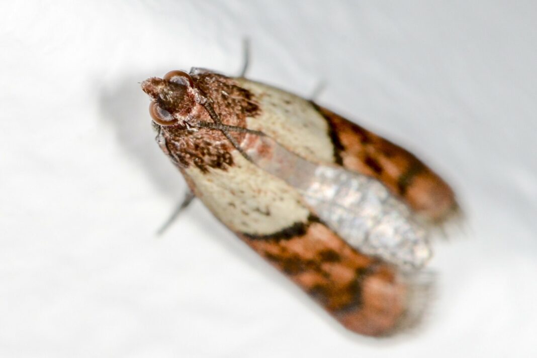 Jak pozbyć się moli spożywczych z kuchni? Przewodnik po skutecznych metodach i zapobieganiu